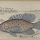 Illustration for article titled Natural History of Fishes of the Perch Family